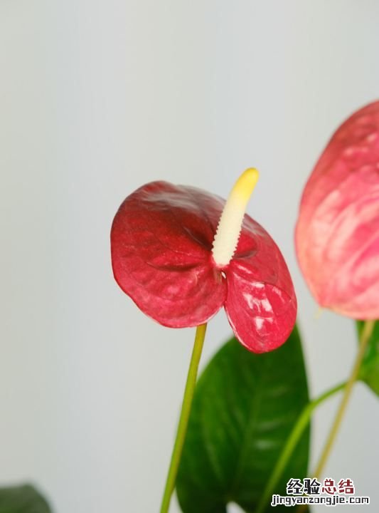 红掌怎么养，红掌花如何养