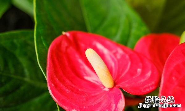 红掌怎么养，红掌花如何养