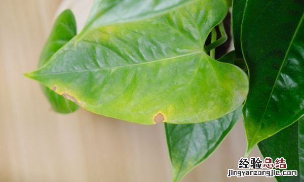 红掌怎么养，红掌花如何养