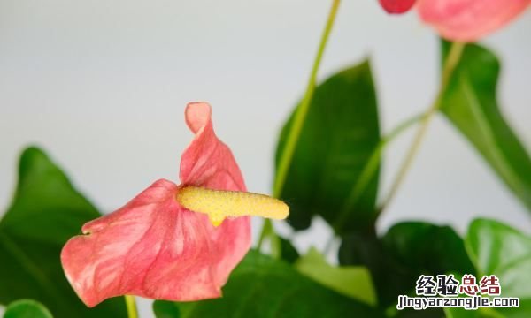 红掌怎么养，红掌花如何养
