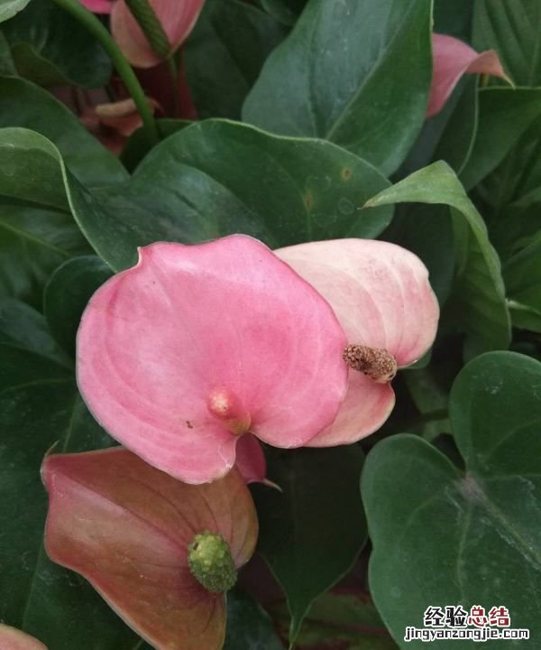 红掌怎么养，红掌花如何养