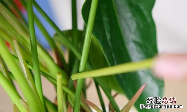 红掌怎么养，红掌花如何养