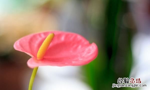 红掌怎么养，红掌花如何养