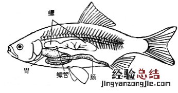 花胶和鱼泡有什么区别，花胶和花胶筒有什么区别