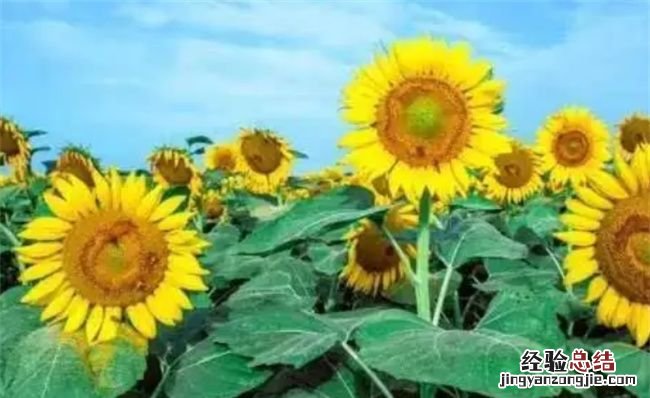 向日葵几点开花