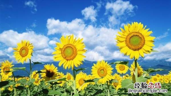 向日葵几点开花