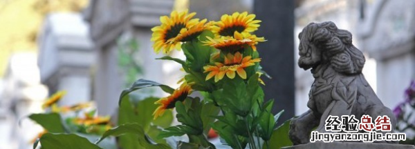 向日葵几点开花