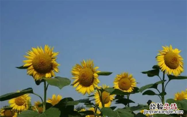 向日葵几点开花