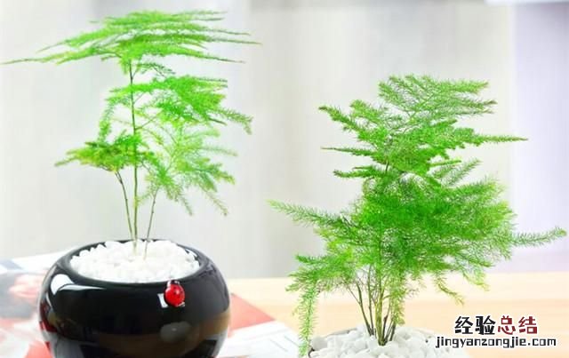 文竹该怎么养殖叶子才不会发黄