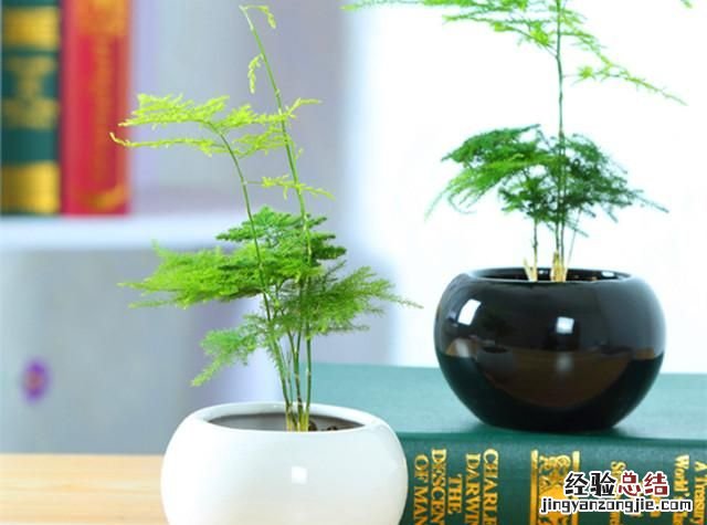 文竹该怎么养殖叶子才不会发黄