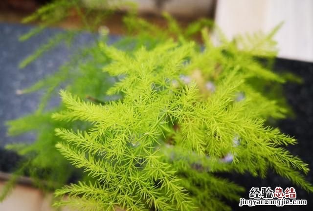 文竹该怎么养殖叶子才不会发黄