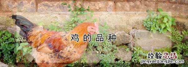 鸡有什么雅称，鸡公是什么鸡