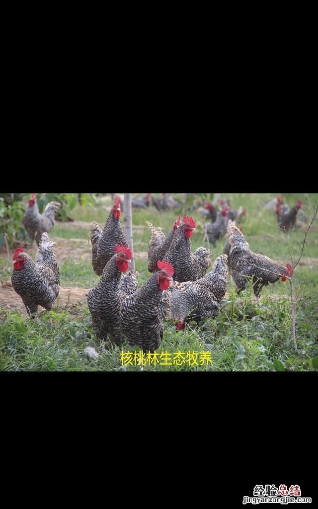 鸡有什么雅称，鸡公是什么鸡