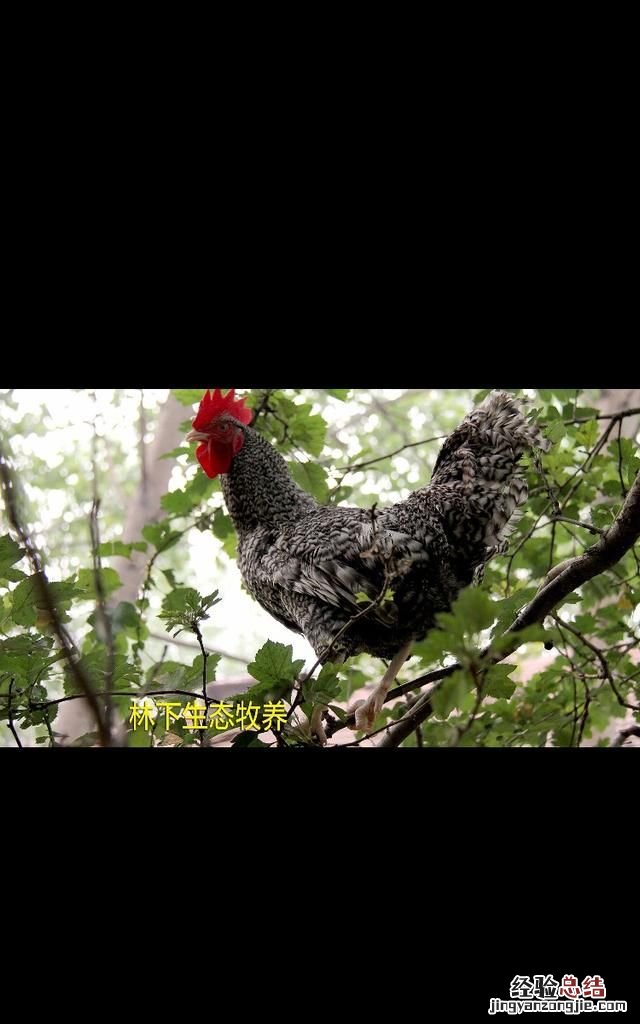 鸡有什么雅称，鸡公是什么鸡
