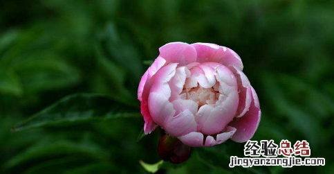 芍药为什么叫鬼花
