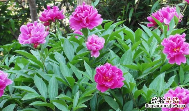芍药为什么叫鬼花