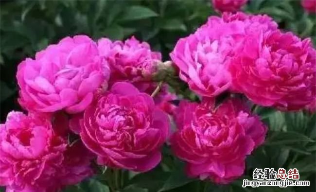 芍药为什么叫鬼花