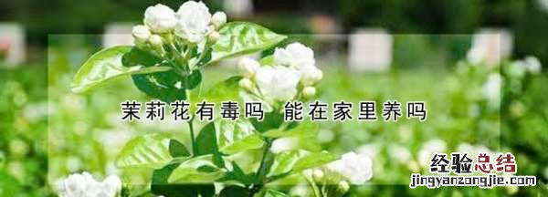 家里为什么不能种茉莉