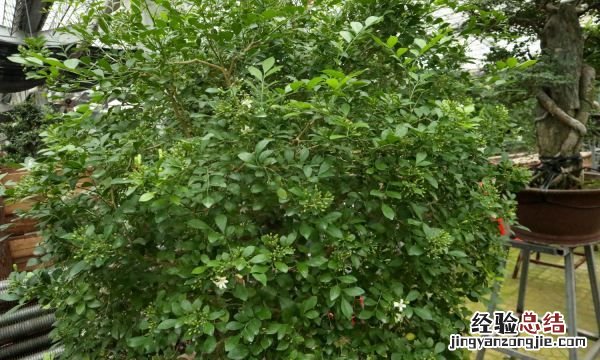 九里香一年开几次花