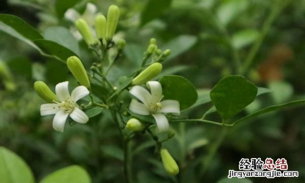 九里香一年开几次花