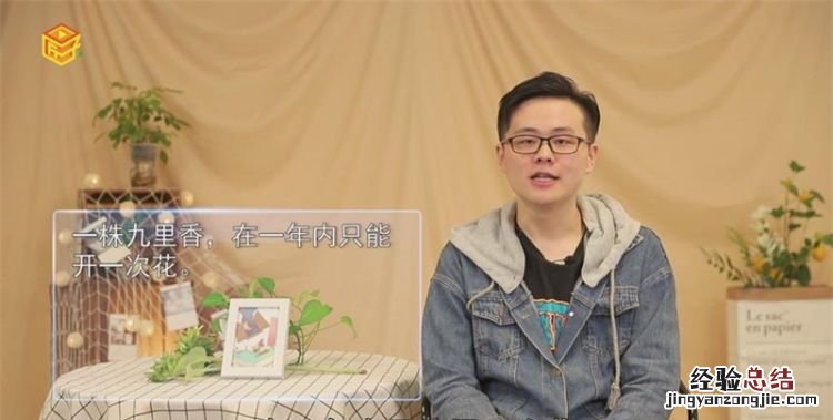 九里香一年开几次花