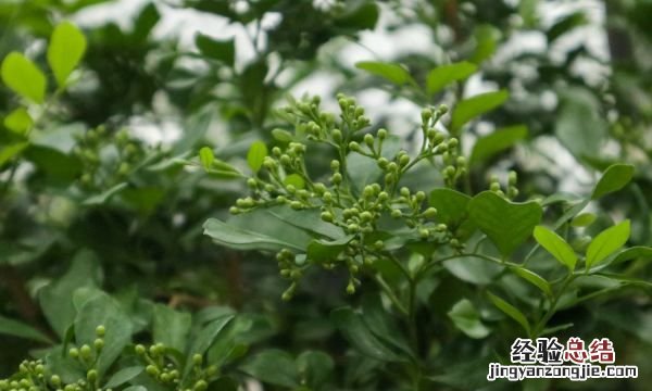 九里香一年开几次花
