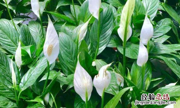 一帆风顺花有毒，一帆风顺花粉有毒