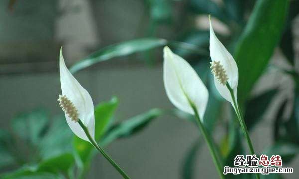 一帆风顺花有毒，一帆风顺花粉有毒
