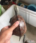 草龟怎么养才长得漂亮 草龟怎么养才好