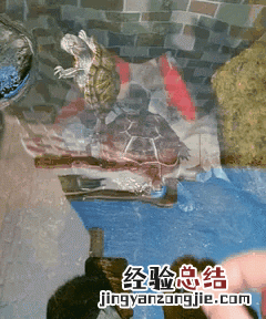 草龟怎么养才长得漂亮 草龟怎么养才好