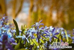 蝴蝶兰的花语和寓意，蝴蝶兰中蝴蝶的含义是什么