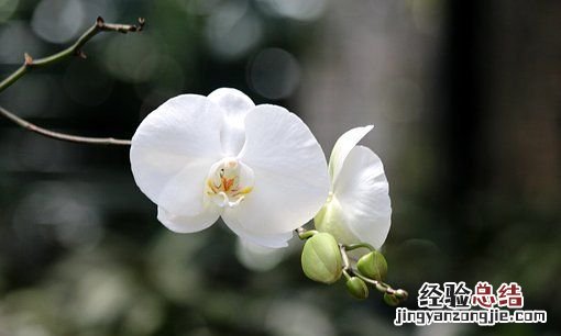 蝴蝶兰的花语和寓意,蝴蝶兰中蝴蝶的含义是什么
