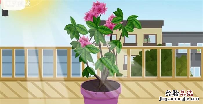 不掉叶的家养植物,冬天冻不死的常绿植物