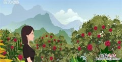 不掉叶的家养植物，冬天冻不死的常绿植物