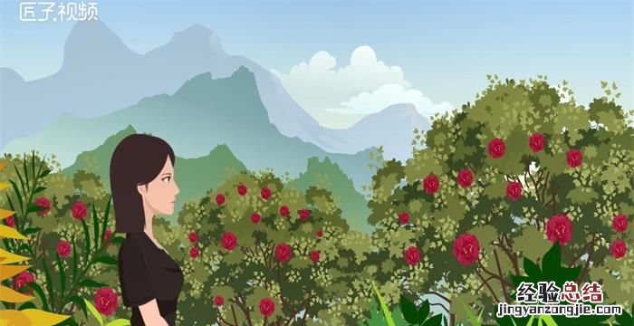 不掉叶的家养植物,冬天冻不死的常绿植物