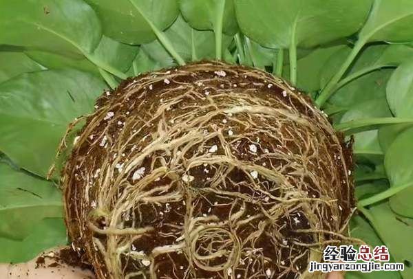 绿萝叶子发黄怎么回事