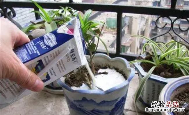 过期牛奶可以浇花，过期纯牛奶可以沤花肥