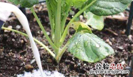 过期牛奶可以浇花，过期纯牛奶可以沤花肥