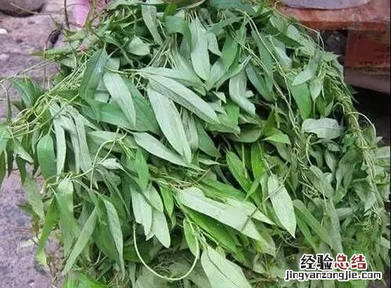 你知道重阳节有哪些习俗吗