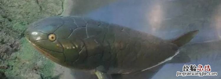 总鳍鱼的特点