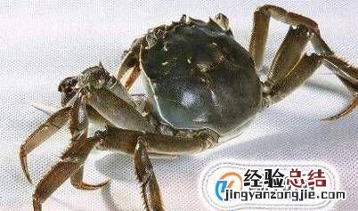 螃蟹怎么分辨屎和蟹黄，螃蟹是用什么来辨别味道