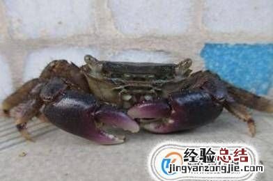 螃蟹怎么分辨屎和蟹黄，螃蟹是用什么来辨别味道
