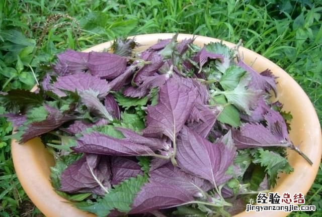 螃蟹蒸多长时间为好,螃蟹蒸多长时间就好了