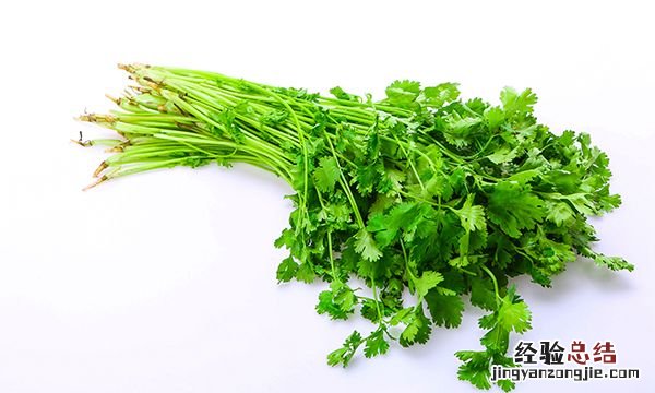 香菜种植方法和时间，香菜盆栽种植方法几月份栽
