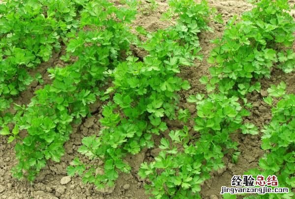 香菜种植方法和时间，香菜盆栽种植方法几月份栽