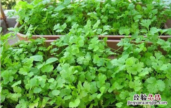 香菜种植方法和时间，香菜盆栽种植方法几月份栽