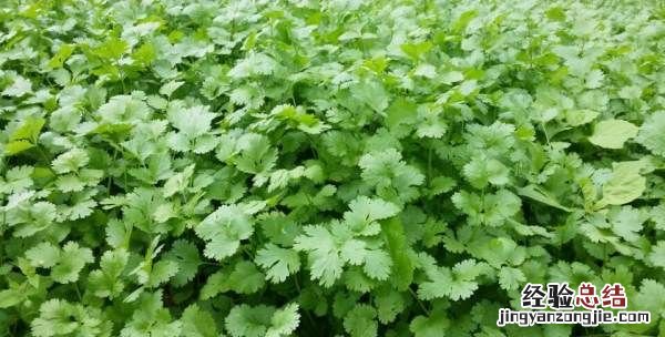 香菜种植方法和时间，香菜盆栽种植方法几月份栽