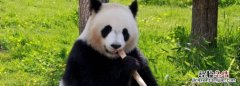 中国的国宝是什么，中国最重要的国宝是什么