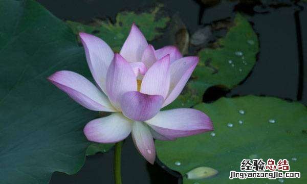 荷花的寓意和象征,荷花蜡烛梅花翠竹热水瓶落叶孔雀鹰象征什么