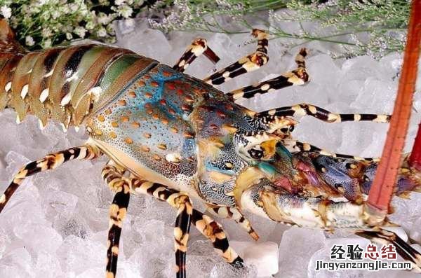 花龙是什么海鲜